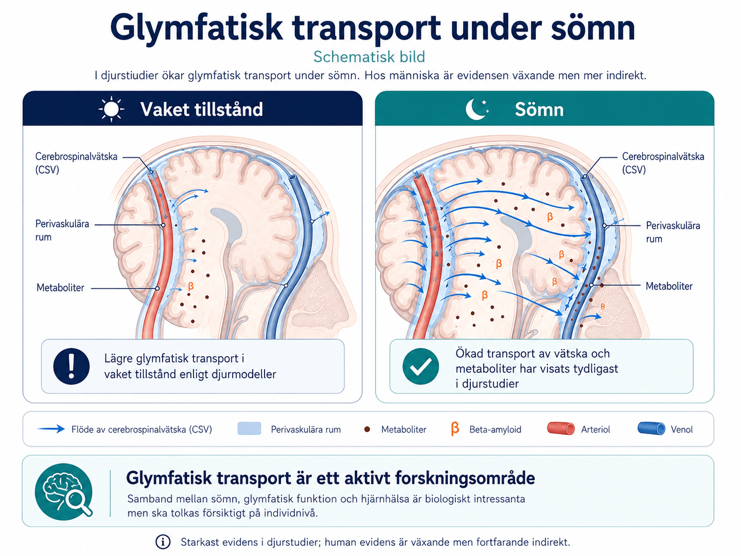 Glymfatisk transport under sömn