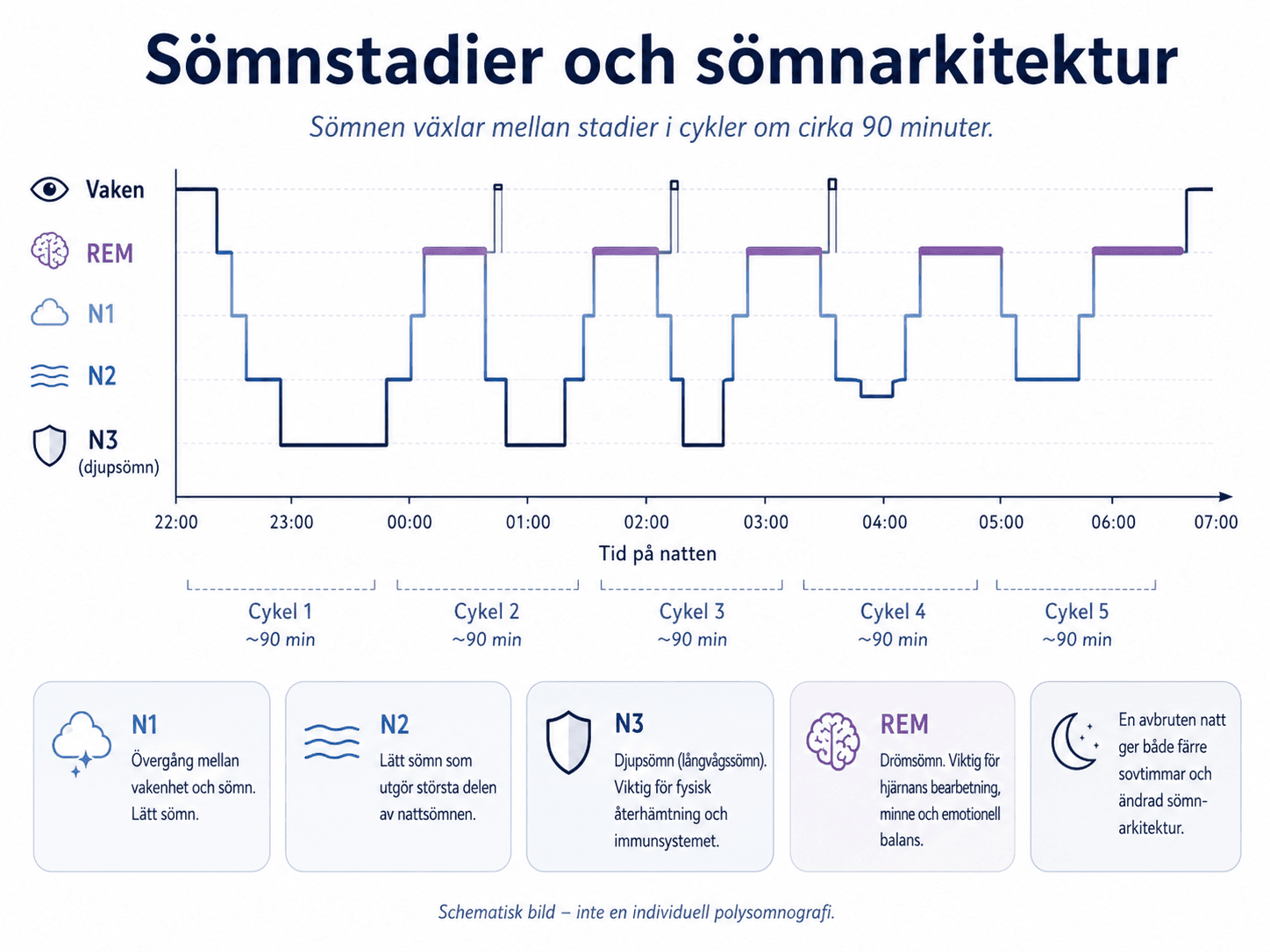 Sömnstadier och sömnarkitektur