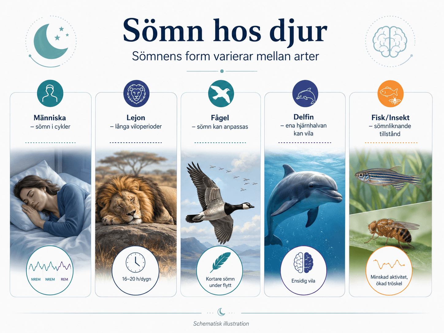 Sömn hos djur