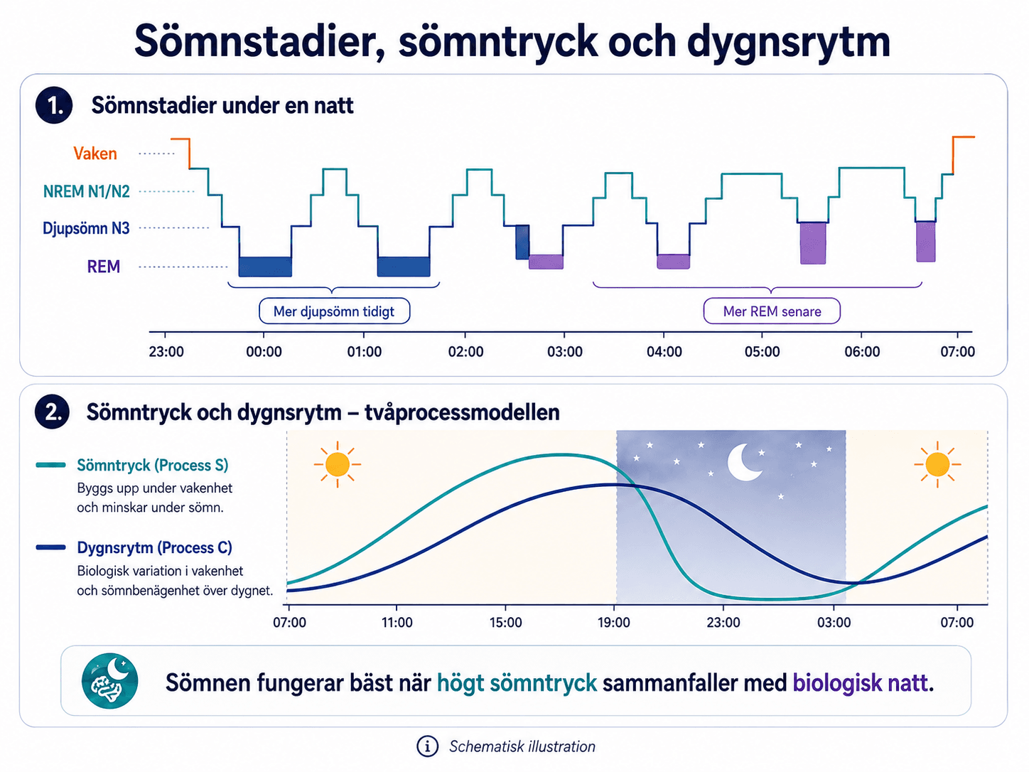 Sömnstadier, sömntryck och dygnsrytm